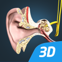 The mechanism of hearing 3D