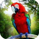 Jungle Parrot Simulator - try wild bird survival!