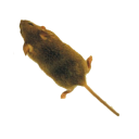Mouse simulator: game for cat