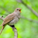 Nightingale Bird Sounds