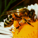 آموزش کامل پرورش زنبور عسل