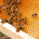 آمورش اصولی زنبورداری