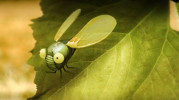 انیمیشن زندگی حشرات - فصل ۱ - قسمت ۴۷