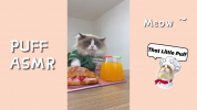 سریال پاف، گربه آشپز - فصل ۱ - قسمت ۲۴
