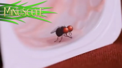 انیمیشن زندگی حشرات کوچولو - فصل ۱ - قسمت ۱۶
