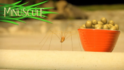 انیمیشن زندگی حشرات کوچولو - فصل ۱ - قسمت ۲