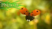 انیمیشن زندگی حشرات کوچولو - فصل ۱ - قسمت ۱۷