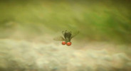 انیمیشن زندگی حشرات - فصل ۱ - قسمت ۷۰