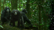 سریال امپراتوری شامپانزه ها - فصل ۱ - قسمت ۱ - بهشت