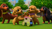 انیمیشن پرتزل و توله سگ ها - فصل ۱ - قسمت ۳ - اجرای داکسی را انجام بده
