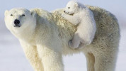 سریال حیوانات غول پیکر - فصل ۱ - قسمت ۱۰ - خرس قطبی (قسمت آخر)