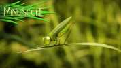 انیمیشن زندگی حشرات کوچولو - فصل ۱ - قسمت ۹