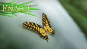 انیمیشن زندگی حشرات کوچولو - فصل ۱ - قسمت ۲۷