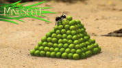 انیمیشن زندگی حشرات کوچولو - فصل ۱ - قسمت ۲۰