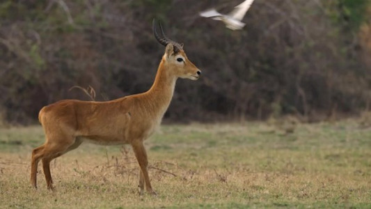 سریال پادشاهی - فصل ۱ - قسمت ۴ - سنگ چخماق و تمساح