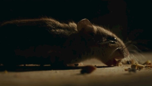 سریال کابوس‌ های طبیعت - فصل ۱ - قسمت ۳ - برو بیرون  (قسمت آخر)