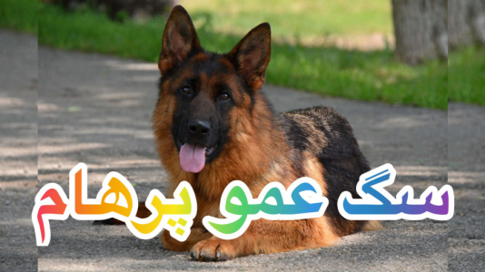سریال ولاگ و چالش با پرهام گیم پلی - فصل ۱ - سگ عمو پرهام