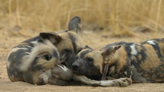 سریال پادشاهی - فصل ۱ - قسمت ۶ - داستان مخفی پادشاهی (قسمت آخر)