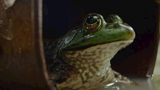 سریال کابوس‌ های طبیعت - فصل ۱ - قسمت ۲ - کلبه