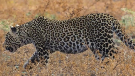 سریال پادشاهی - فصل ۱ - قسمت ۱ - چهار تاج، یک پادشاهی