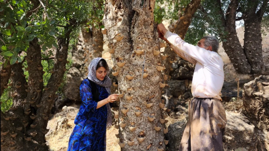 سریال آشپزی روستایی با ویلیج ایونتز - فصل ۱ - قسمت ۱۸