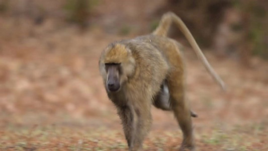 سریال پادشاهی - فصل ۱ - قسمت ۳ - سقوط شیرها