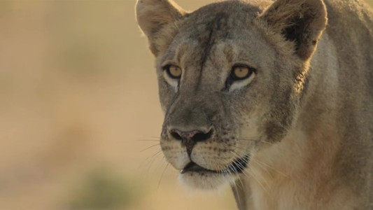 سریال پادشاهی - فصل ۱ - قسمت ۵ - آخرین شانس اولیمبا