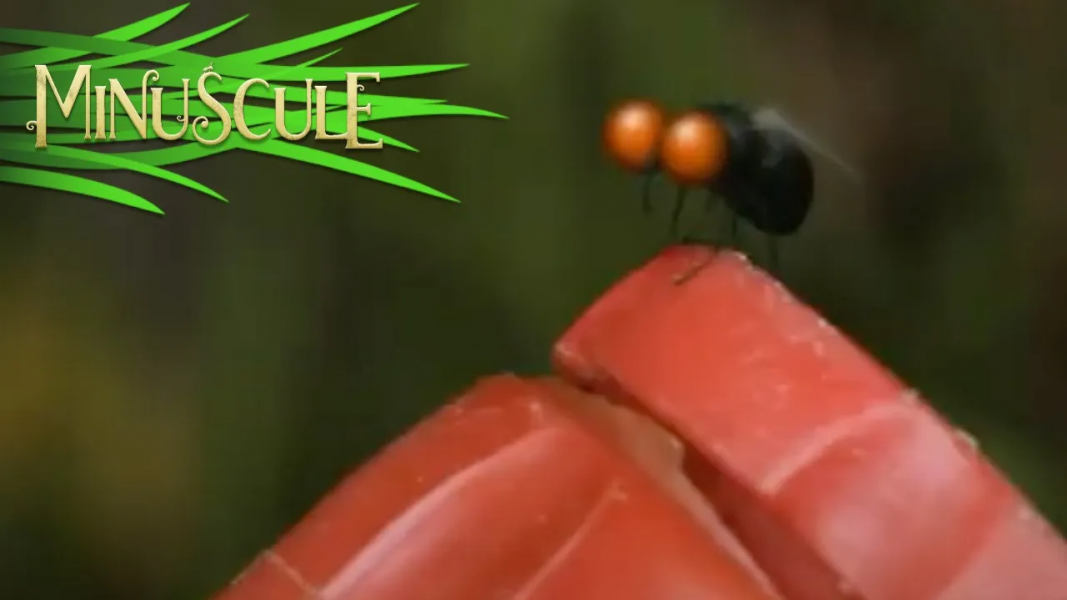 ۱۰-سکانسی از انیمیشن زندگی حشرات کوچولو