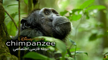 پوستر شامپانزه