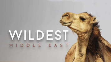 پوستر حیات وحش خاورمیانه