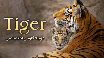 پوستر ببر