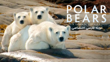 پوستر خرس‌های قطبی: یک ادیسه تابستانی