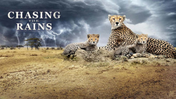 پوستر در تعقیب باران