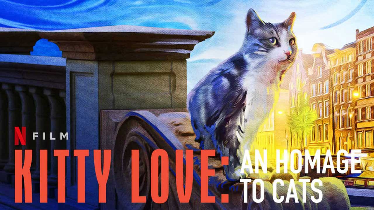 عشق بچه گربه: دوستی با گربه ها