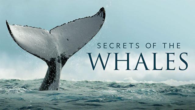 اسرار نهنگ ها