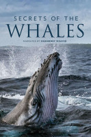 پوستر اسرار نهنگ ها