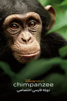 پوستر شامپانزه