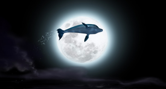 ۱-سکانسی از انیمیشن آرزوی دلفین