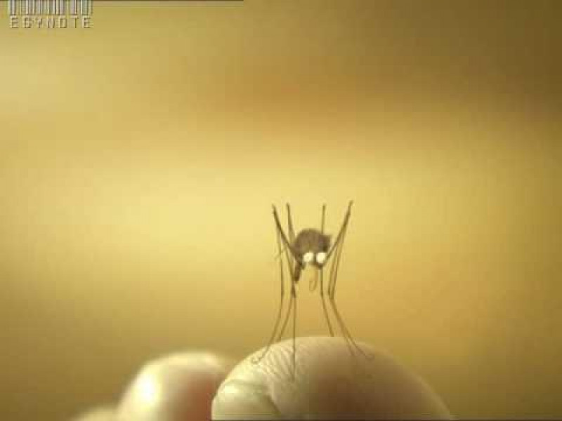 ۶-سکانسی از انیمیشن زندگی حشرات