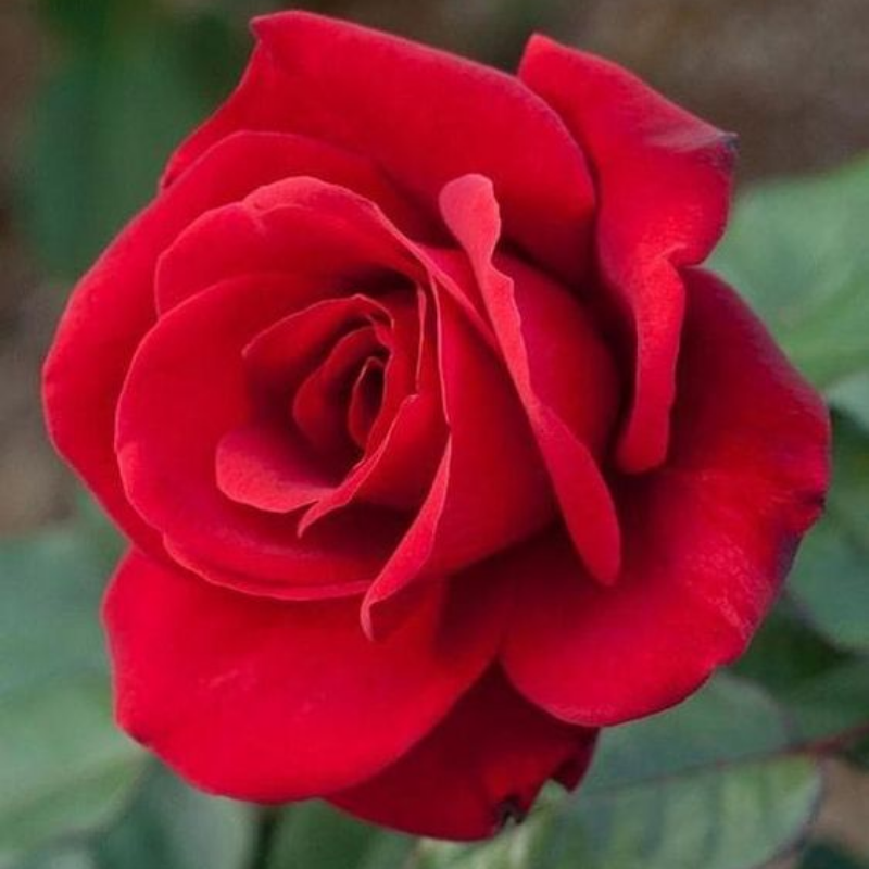 اسکرین شات 2 برنامه Beautiful Flowers & Roses Pics