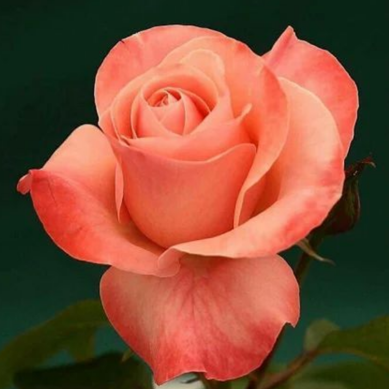 اسکرین شات 3 برنامه Beautiful Flowers & Roses Pics