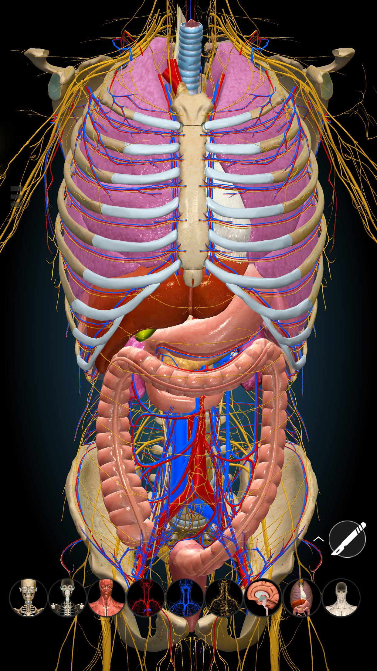 اسکرین شات 7 برنامه Anatomy Learning - 3D Anatomy