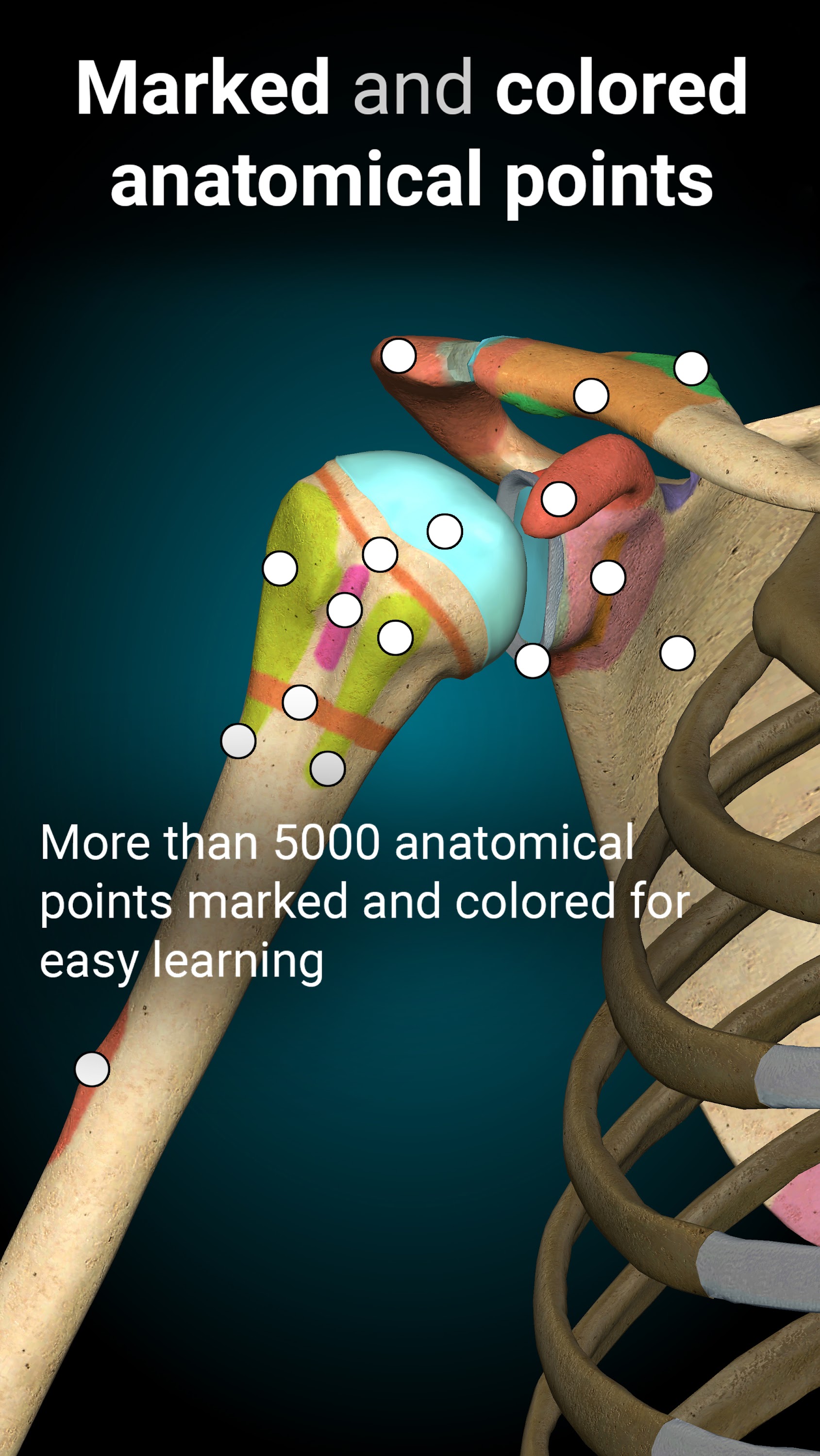 اسکرین شات 3 برنامه Anatomy Learning - 3D Anatomy