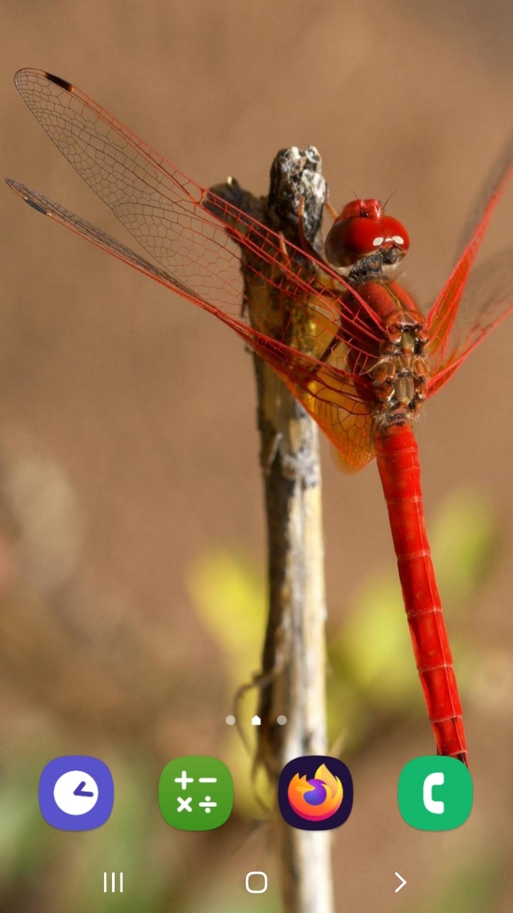 اسکرین شات 2 برنامه حشرات زیبا (تصویر زمینه)