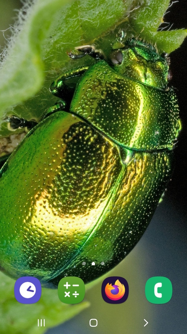 اسکرین شات 7 برنامه حشرات زیبا (تصویر زمینه)