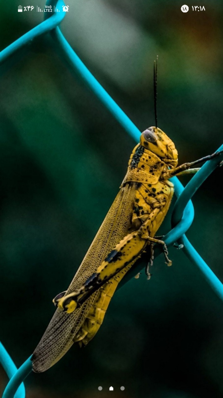 اسکرین شات 6 برنامه حشرات زیبا (تصویر زمینه)