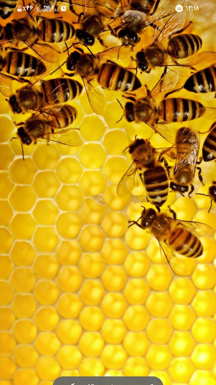 اسکرین شات 1 برنامه حشرات زیبا (تصویر زمینه)