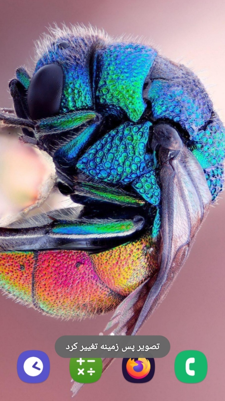 اسکرین شات 5 برنامه حشرات زیبا (تصویر زمینه)