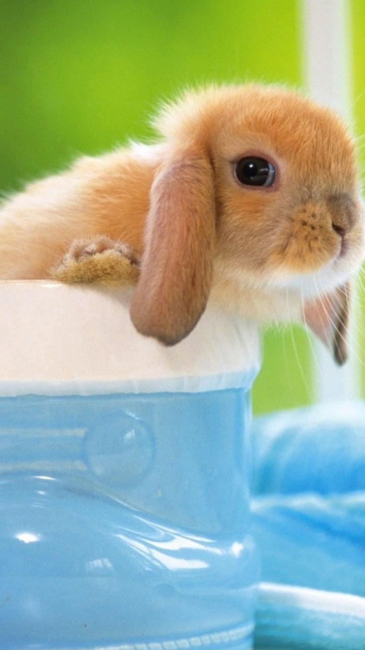 اسکرین شات 1 برنامه Cute Pictures Live Wallpaper