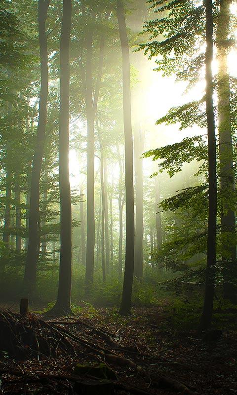 اسکرین شات 6 برنامه Forest Live Wallpaper